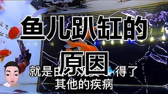紅龍趴缸的原因分析，紅龍趴缸怎么辦