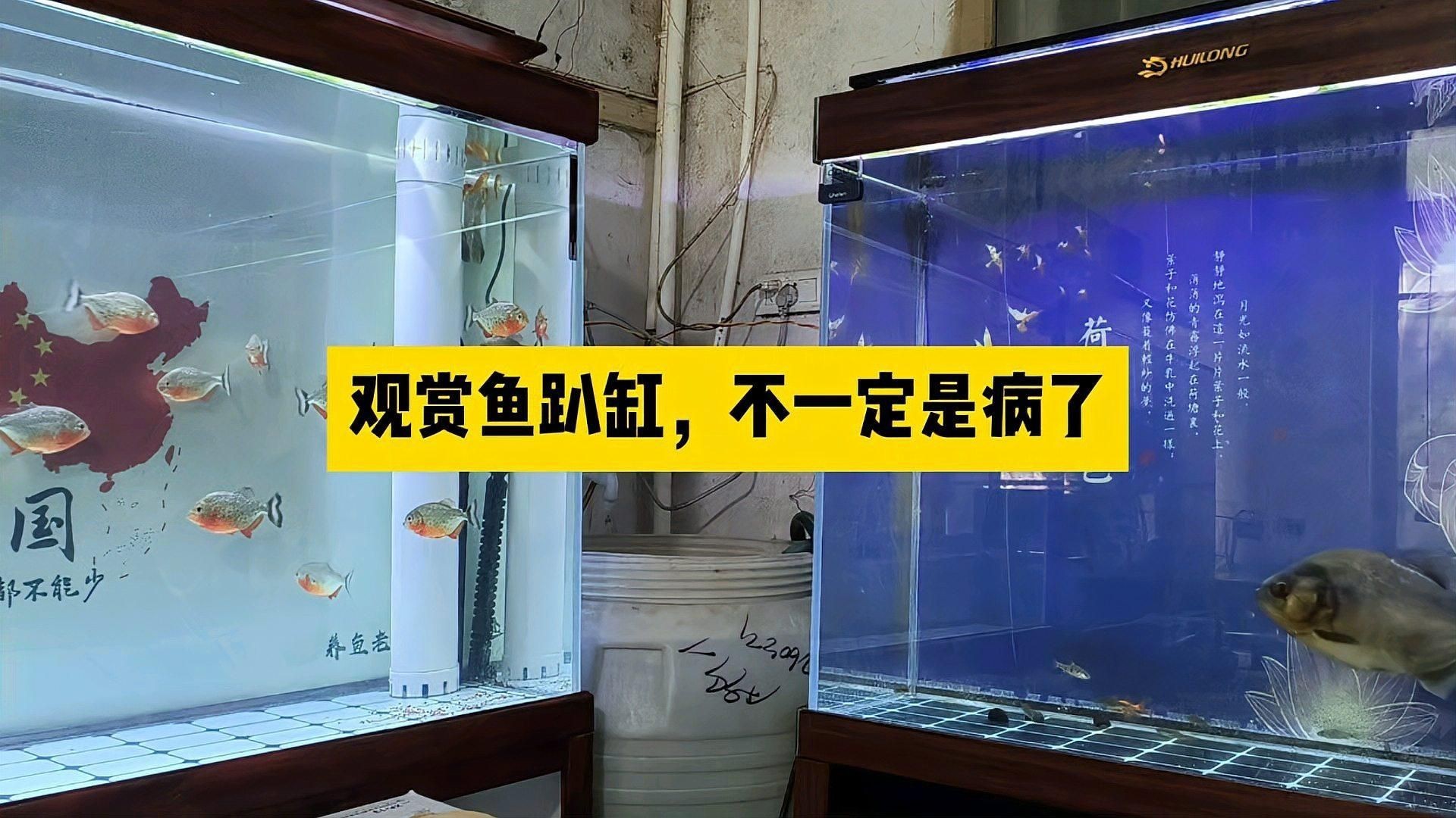 紅龍趴缸的原因分析，紅龍趴缸怎么辦