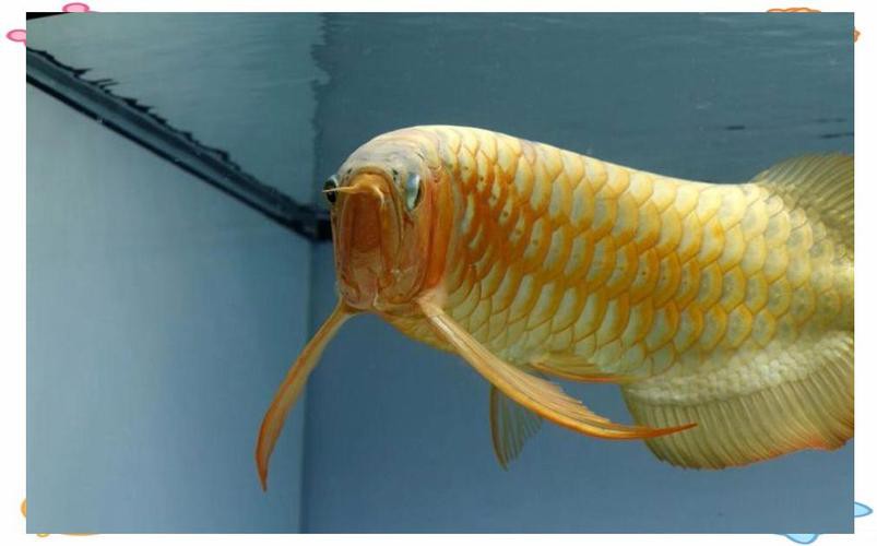 有沒有更多紅龍魚發(fā)色好的圖片？，紅龍魚發(fā)色各階段的對(duì)比圖