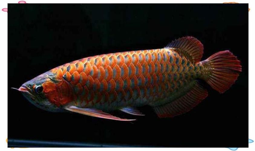 有沒有更多紅龍魚發(fā)色好的圖片？，紅龍魚發(fā)色各階段的對(duì)比圖
