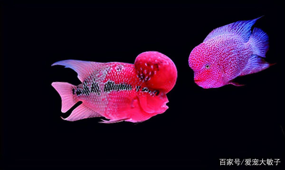 羅漢魚(yú)起沙過(guò)程最忌諱什么，羅漢魚(yú)起沙過(guò)程中最忌諱什么事項(xiàng)
