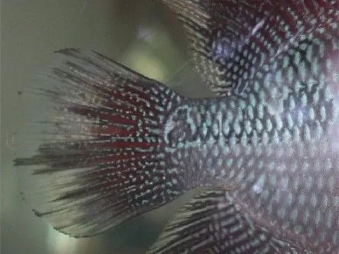 羅漢魚(yú)起沙過(guò)程最忌諱什么，羅漢魚(yú)起沙過(guò)程中最忌諱什么事項(xiàng)