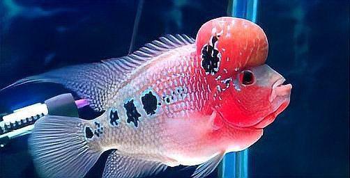 羅漢魚起沙過程最忌諱什么，羅漢魚起沙過程中最忌諱什么事項