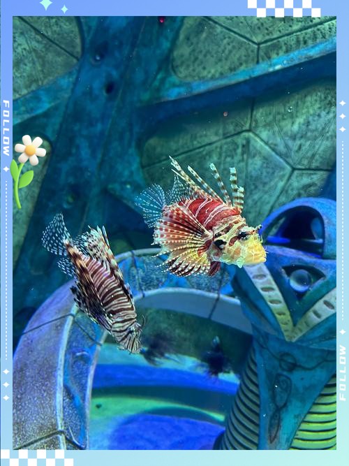 海棠水族店，三亞海棠灣亞特蘭蒂斯水族館：海底王國的奇幻之旅