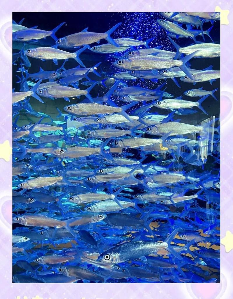 海棠水族店，三亞海棠灣亞特蘭蒂斯水族館：海底王國的奇幻之旅