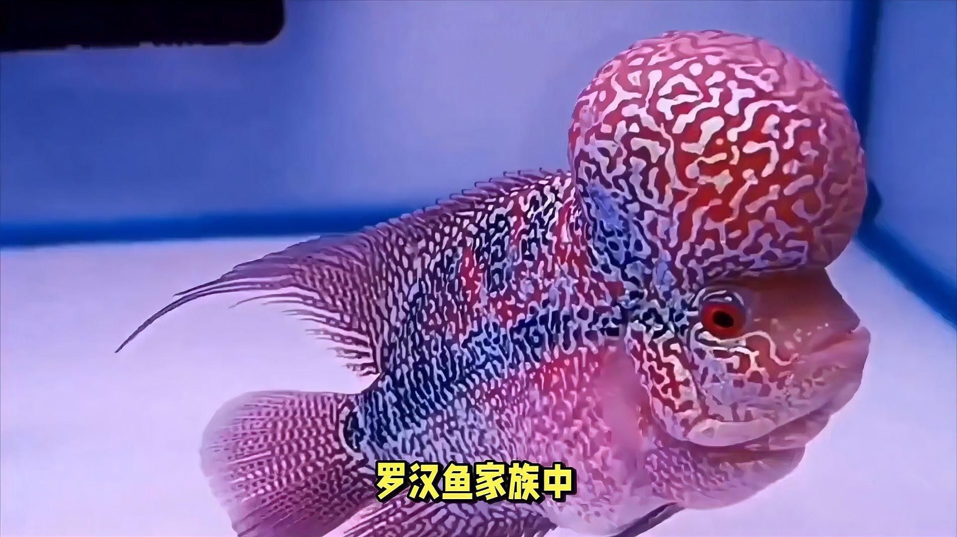 羅漢魚最建議買的三個品種，三農羅漢魚哪個品種好看