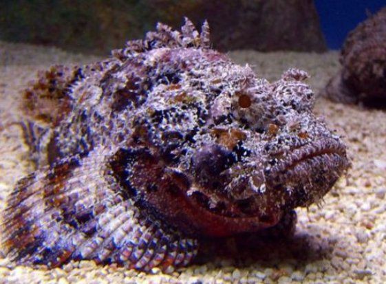 老虎魚毒性，世界上最毒的魚明學小課堂虎魚吃魚中毒有哪些癥狀