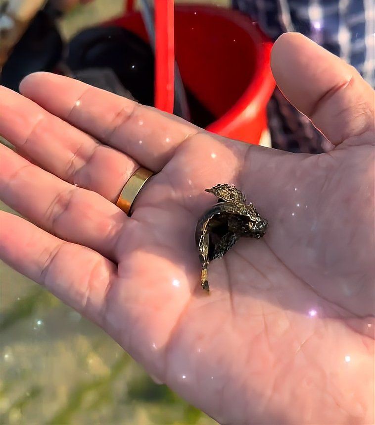 老虎魚毒性，世界上最毒的魚明學小課堂虎魚吃魚中毒有哪些癥狀