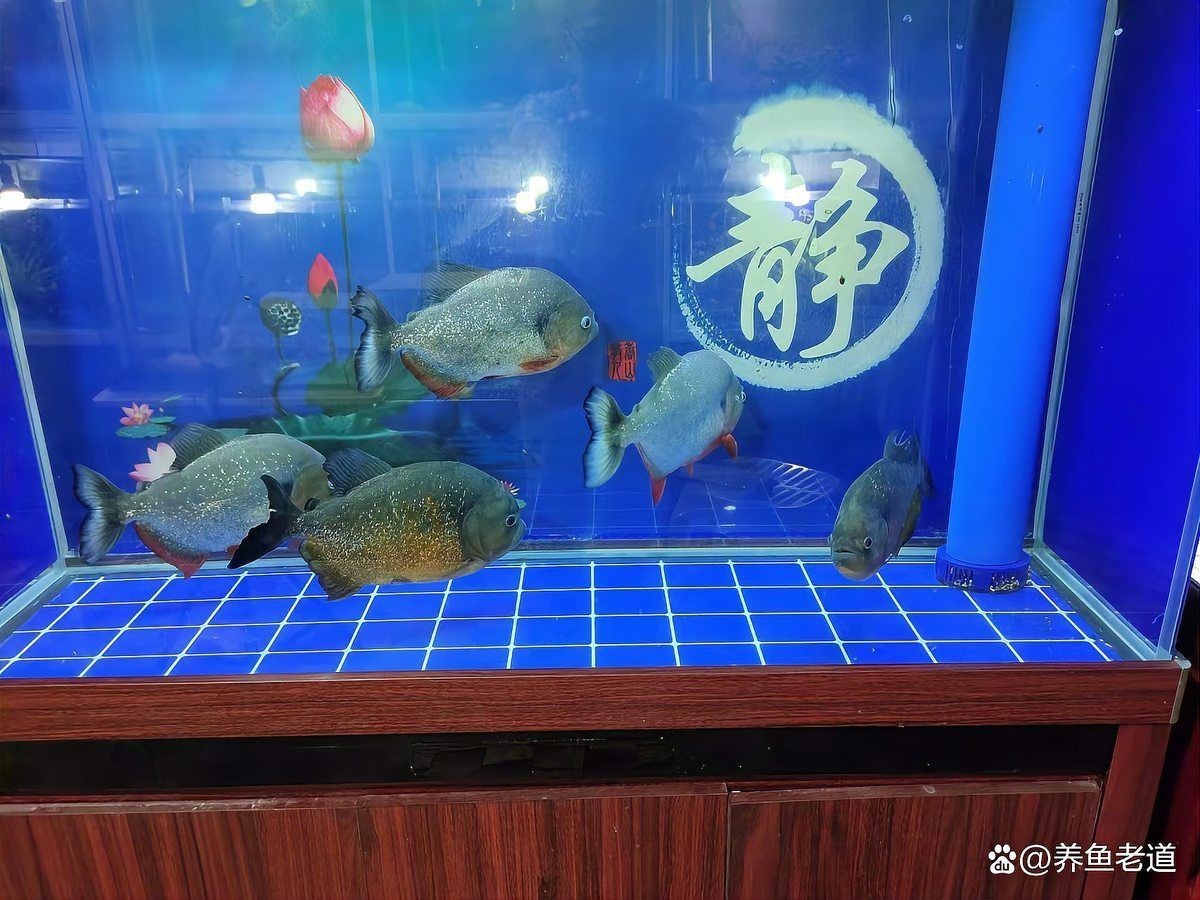 老虎魚懷孕了會自愈嗎，關于老虎魚懷孕后能否自愈的問題