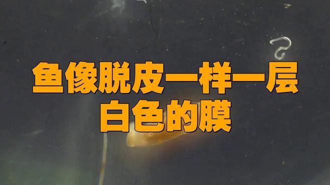 如何判斷龍魚是否得了白膜??？，龍魚白膜病多久會(huì)死