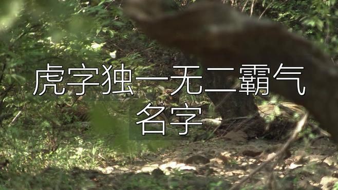 老虎最霸氣十個名，《老虎最霸氣十個名》老虎最霸氣十個名字推薦