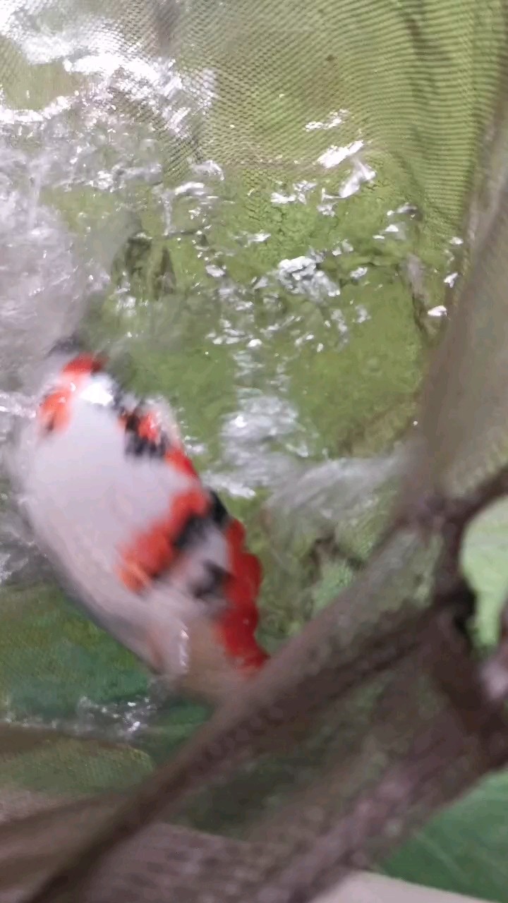 大正三色的頭墨，《大正三色的頭墨》聚焦于獨特且極具魅力的大正三色品種中“頭墨”這一細分特征