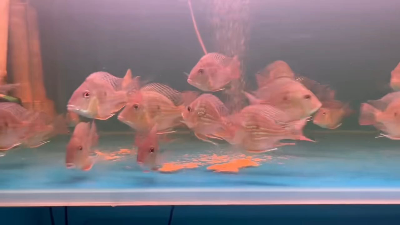 少量進(jìn)口元寶鳳凰魚，元寶鳳凰魚