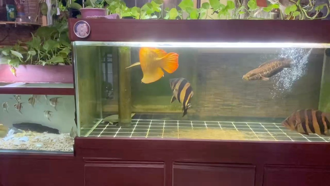新手養殖戶，《新手養殖戶》