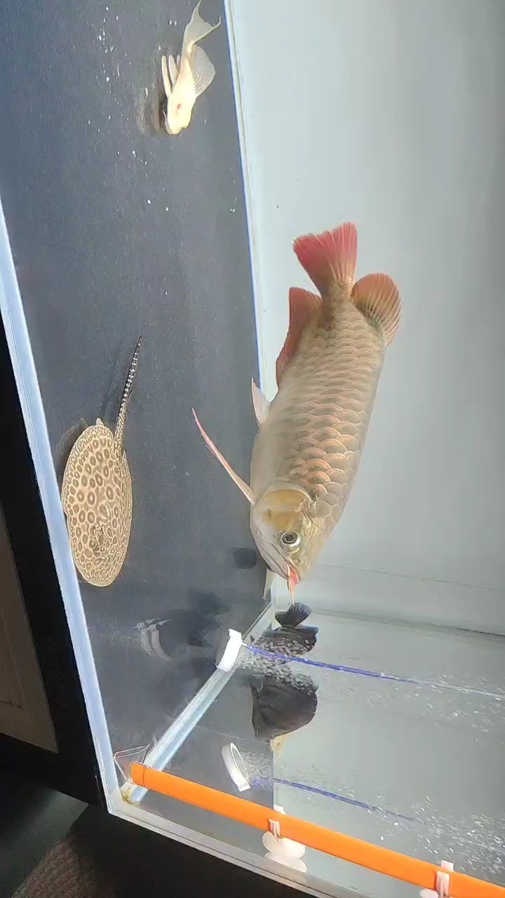 簽到，——以小小舉動(dòng)開啟一天的節(jié)奏 簽到，——以小小舉動(dòng)開啟一天的節(jié)奏 龍魚論壇