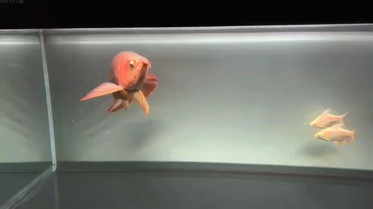 短時(shí)間的記錄[haha]