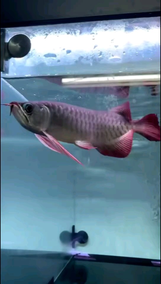 龍魚干蝦有營養嗎 大家來評價一下這條紅龍 龍魚論壇 大家來評價一下這條紅龍 大家來評價一下這條紅龍 龍魚論壇