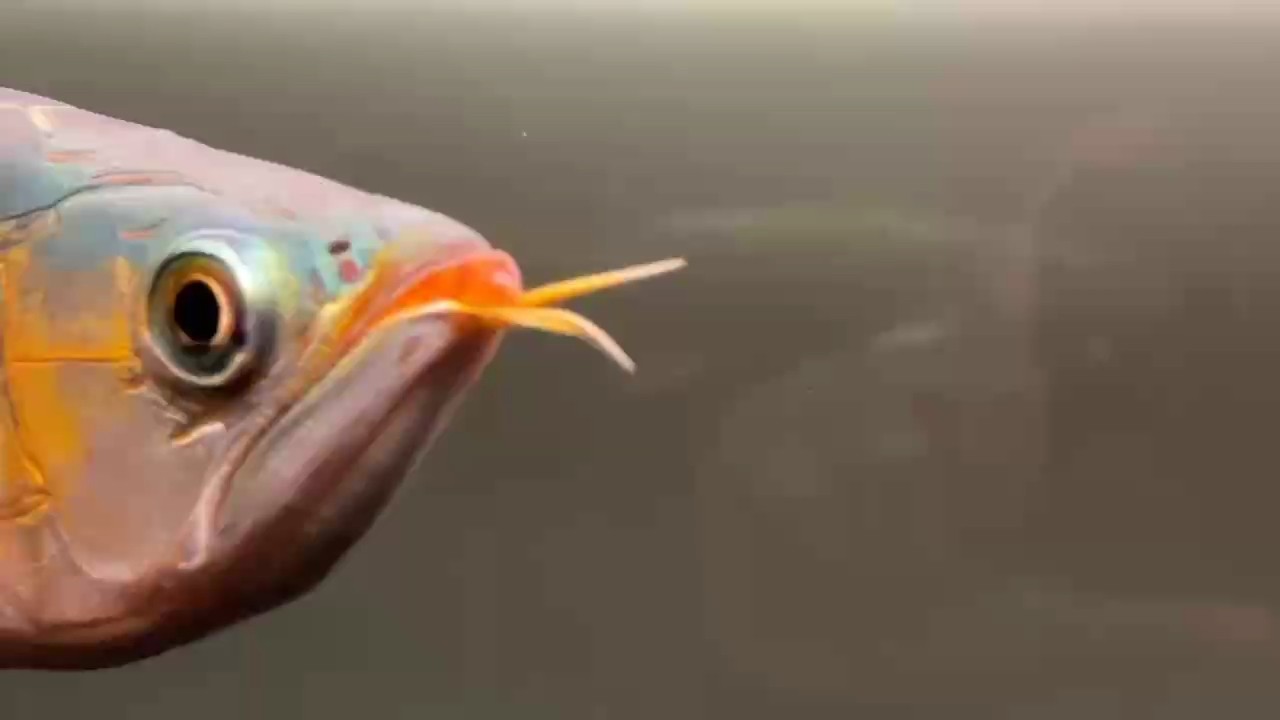 血統的力量，都在麟底里