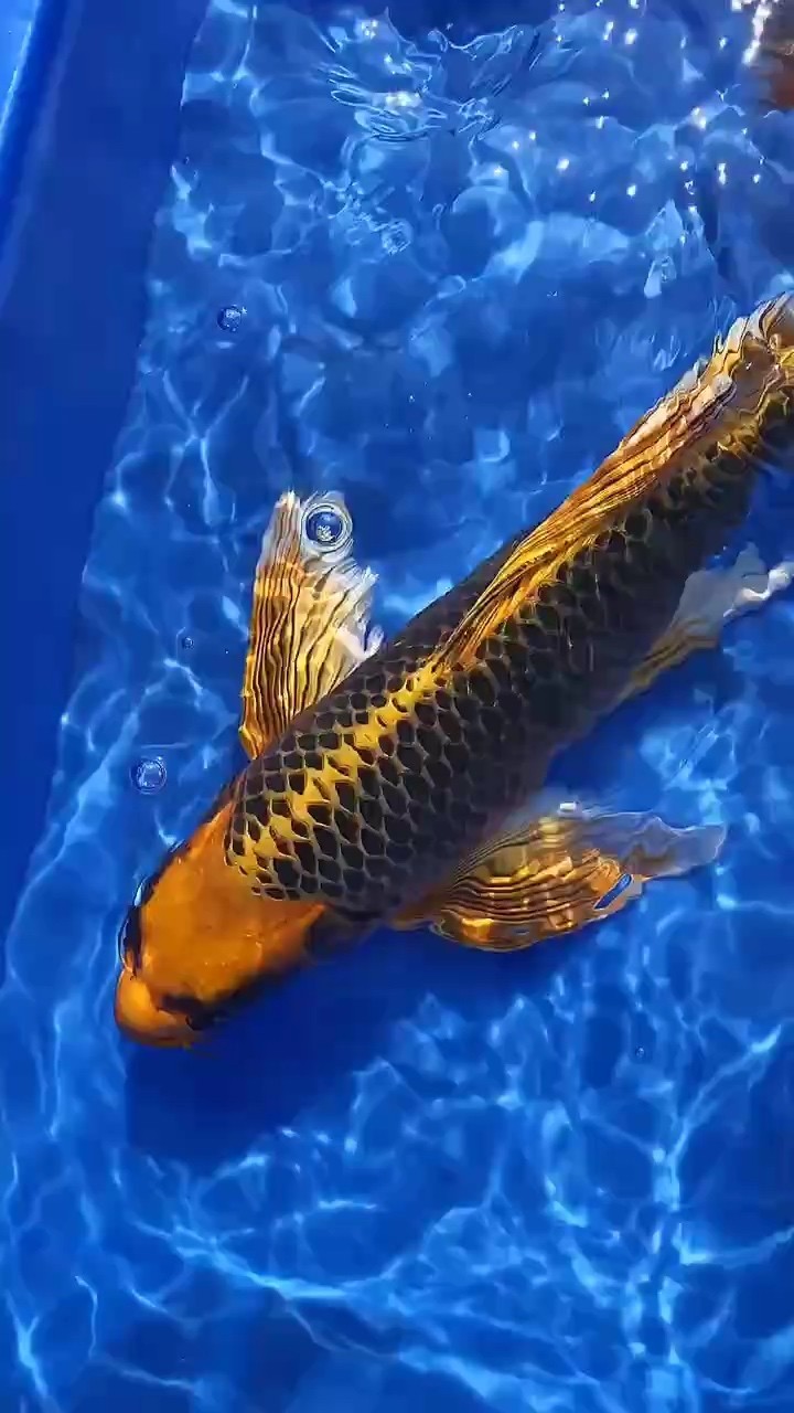 火鳳凰吉祥如意！就差個主人！，《火鳳凰吉祥如意就差個主人》桓糜瀾評論：每個月飼料多少錢