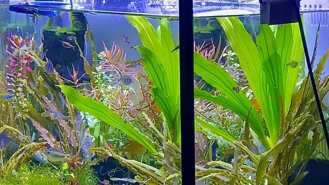 龍魚干蝦有營養嗎 兩個世界,《兩個世界》nd5urgmd評論:感悟生活的多元性和復雜 龍魚論壇 兩個世界,《兩個世界》nd5urgmd評論:感悟生活的多元性和復雜 兩個世界,《兩個世界》nd5urgmd評論:感悟生活的多元性和復雜 龍魚論壇