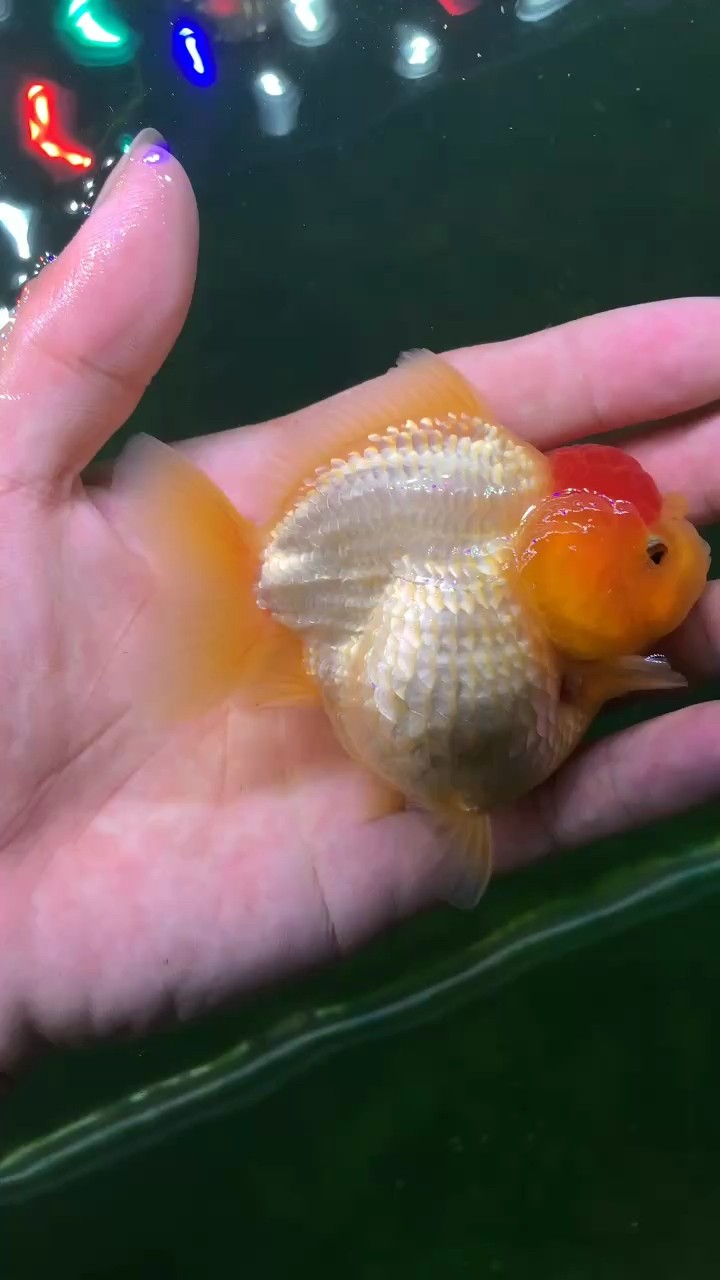 詳細閱讀:越來越漂亮了,《越來越漂亮了》文章圍繞“越來越漂亮了”這一主題展開 越來越漂亮了,《越來越漂亮了》文章圍繞“越來越漂亮了”這一主題展開