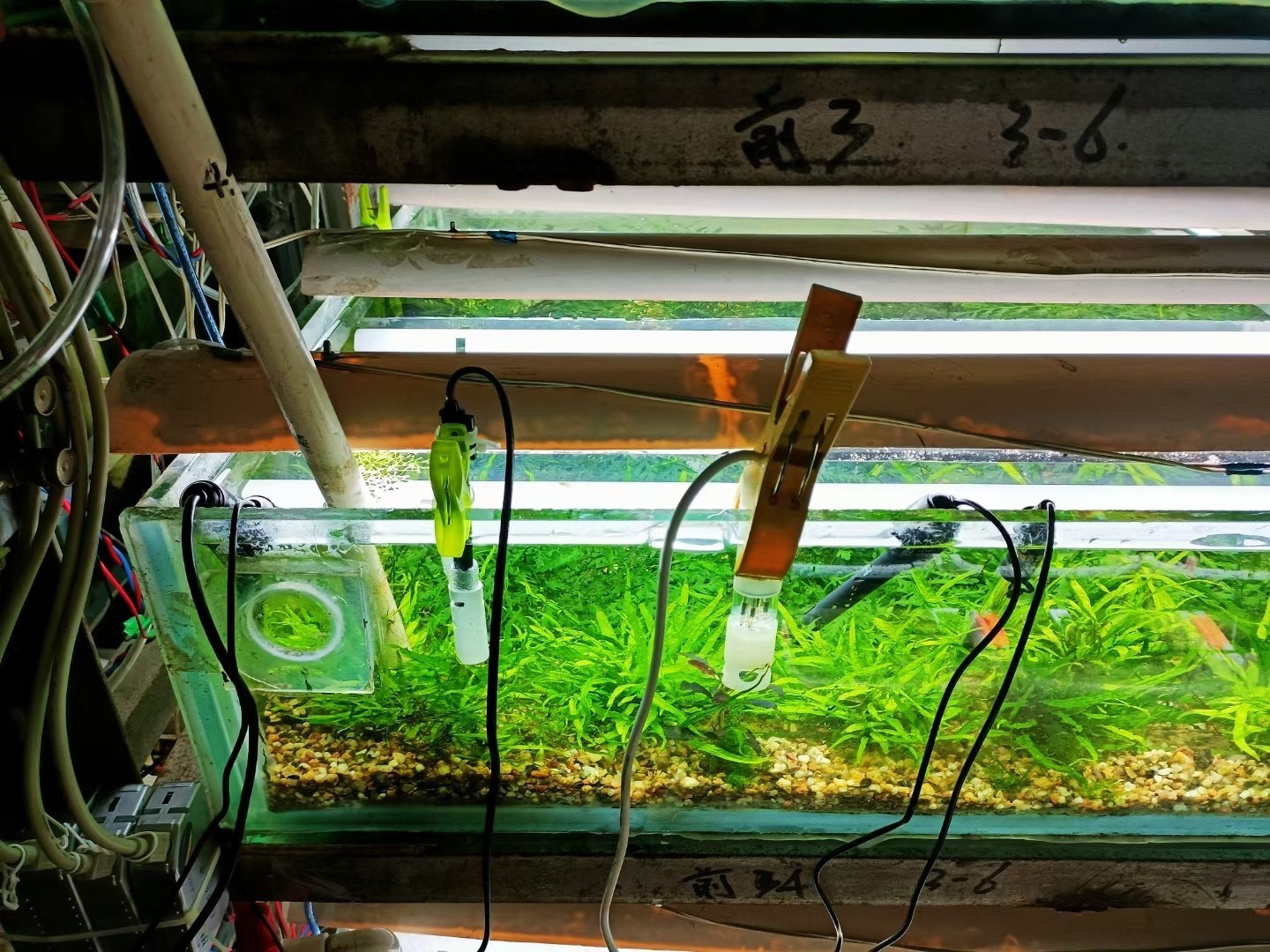 水草栽培學，水草栽培學——水草栽培學 水草栽培學，水草栽培學——水草栽培學 龍魚論壇 第5張