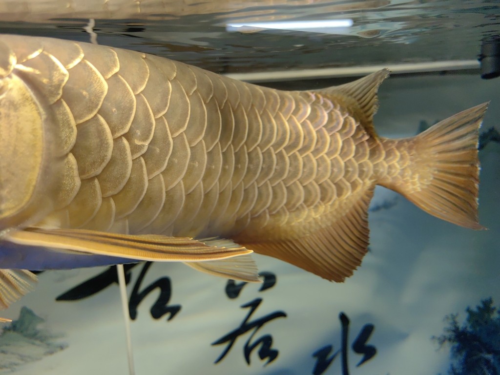 龍魚 龍魚 龍魚論壇 第1張