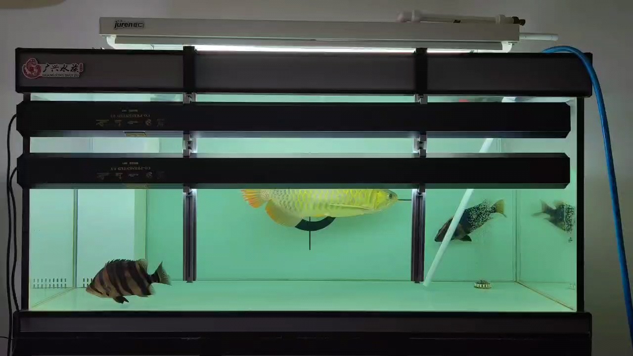 周末忙到?jīng)]換水，《周末忙到?jīng)]換水》