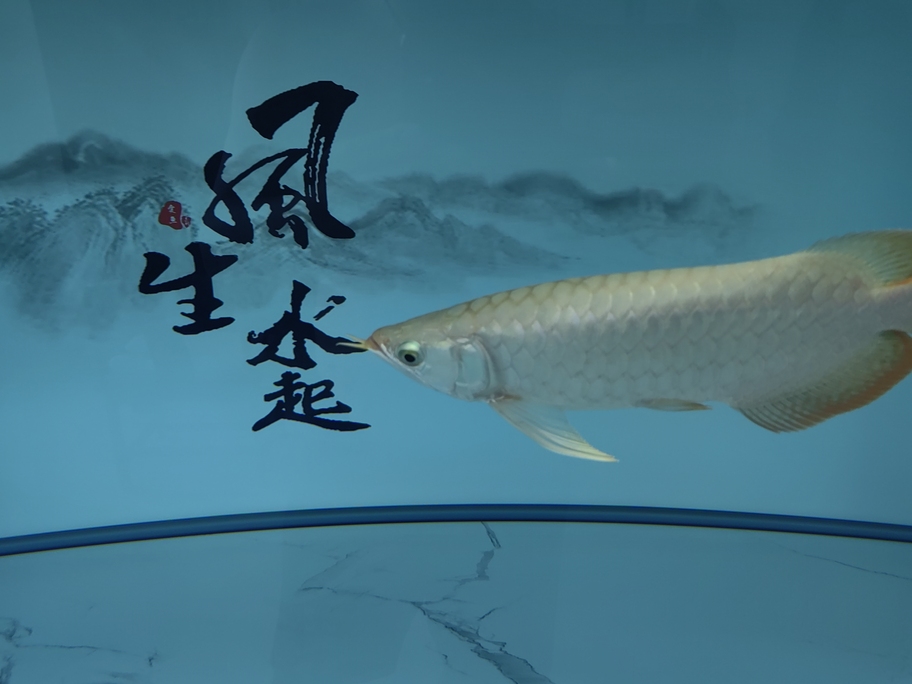 不要吃太多，《不要吃太多》“不要吃太多”這一簡單卻重要的理念