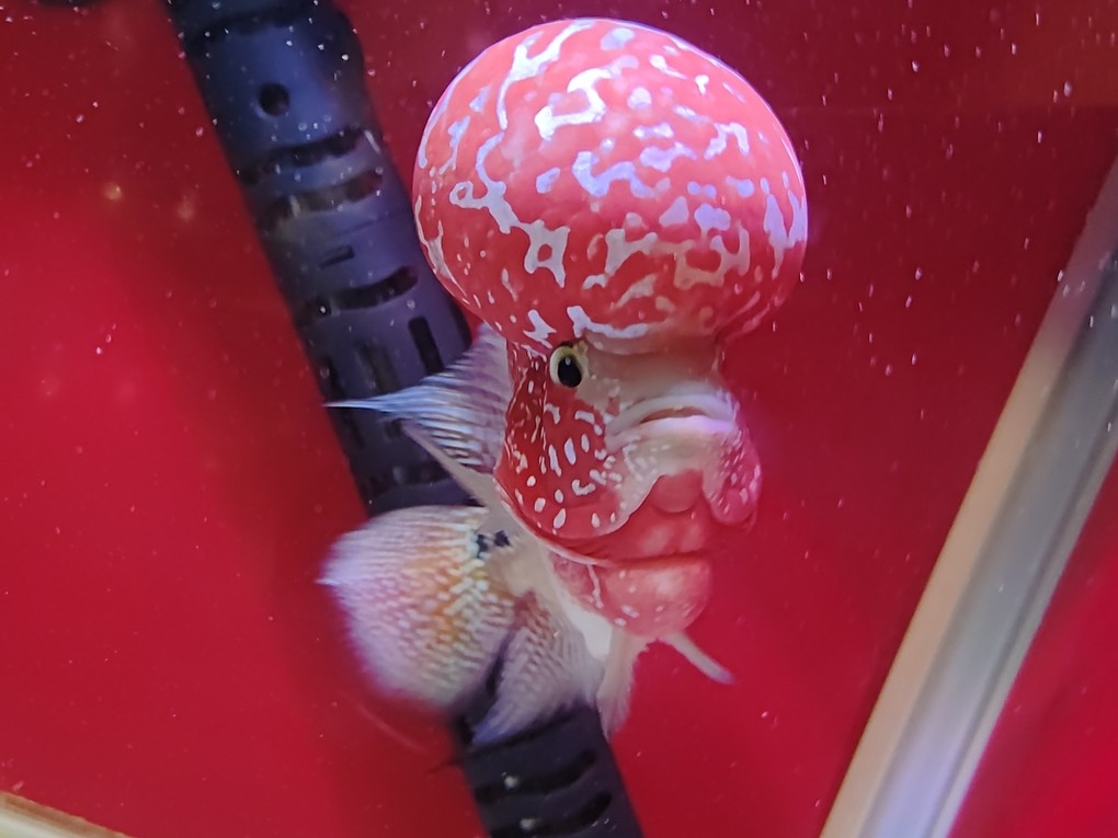 羅漢魚，大頭羅漢魚