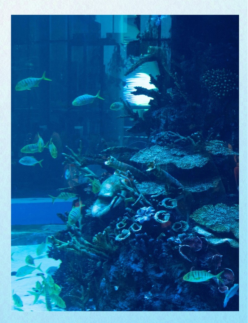 襄城水族店，襄城水族連鎖經營店位于河南襄城縣首山大道1193號