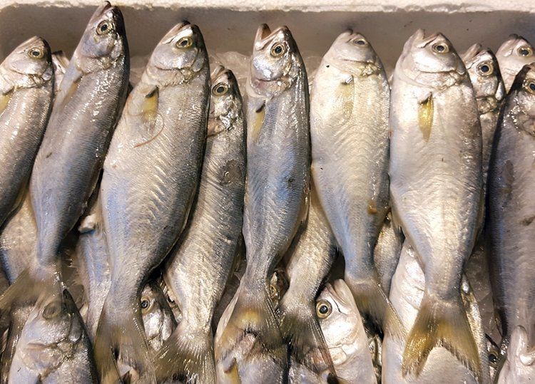 鱧魚的功效與作用，孔娟主任醫師三甲鱧魚的功效與作用