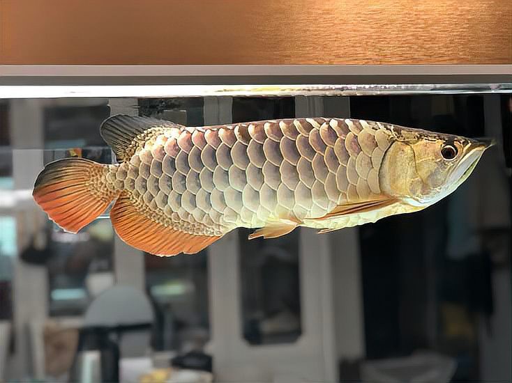 龍魚(yú)眼睛大小與品種有關(guān)嗎？，龍魚(yú)眼睛大小與品種關(guān)系
