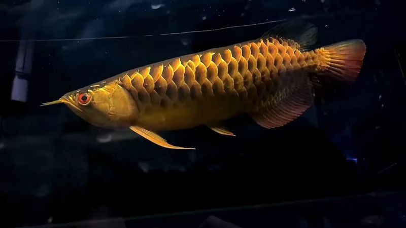 龍魚(yú)眼睛大小與品種有關(guān)嗎？，龍魚(yú)眼睛大小與品種關(guān)系