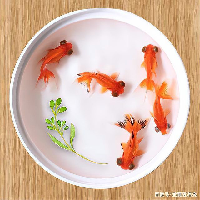 龍魚(yú)眼睛大小與品種有關(guān)嗎？，龍魚(yú)眼睛大小與品種關(guān)系