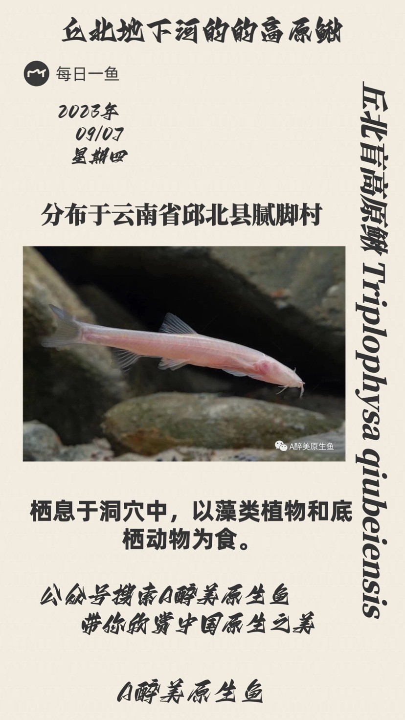 丘北盲高原鰍