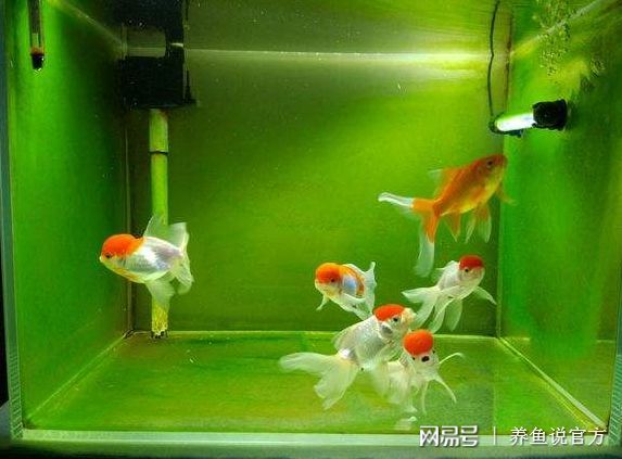 魚缸除藻最佳的魚是什么魚：什么是魚缸除藻最佳的魚類