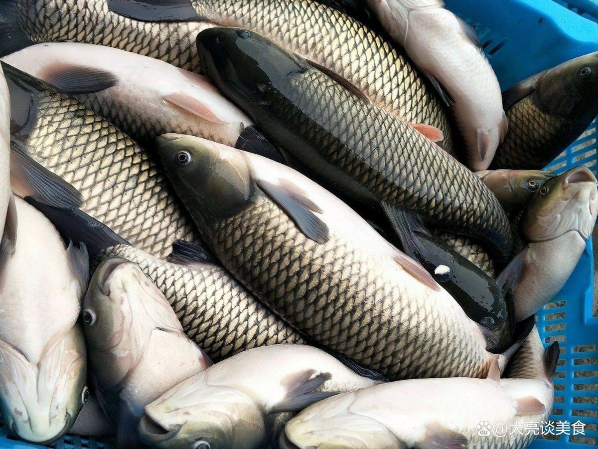 金鯧魚為何被國家禁了【金鯧魚被國家全面禁止養殖和銷售】