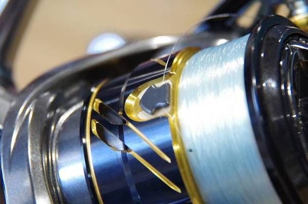 六角恐龍魚白色絮狀物：9元六角恐龍魚白色絮狀物研究