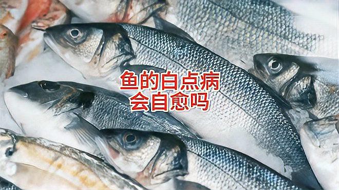 龍魚身上長白點會自愈嗎？【龍魚身上長白點一般不會自愈】