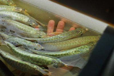 國內(nèi)金龍魚養(yǎng)殖場有多少家了：國內(nèi)金龍魚養(yǎng)殖場數(shù)量大概多少？