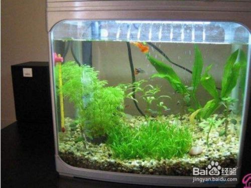 魚缸得了白點病怎么辦：得過白點病的魚缸在消毒時 魚缸得了白點病怎么辦：得過白點病的魚缸在消毒時 魚缸百科 第1張