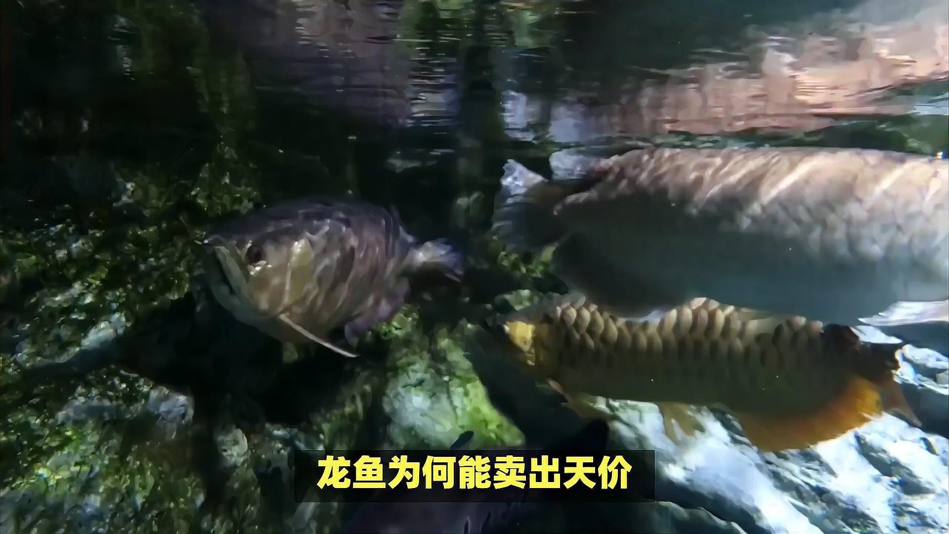 福龍魚的市場價格波動大嗎？【揭秘福龍魚價格背后的三大因素】