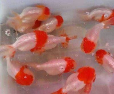金龍魚和蘭壽混養