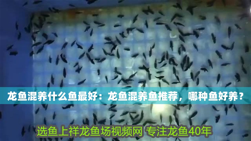 龍魚混養什么魚最好：龍魚混養魚推薦，哪種魚好養？