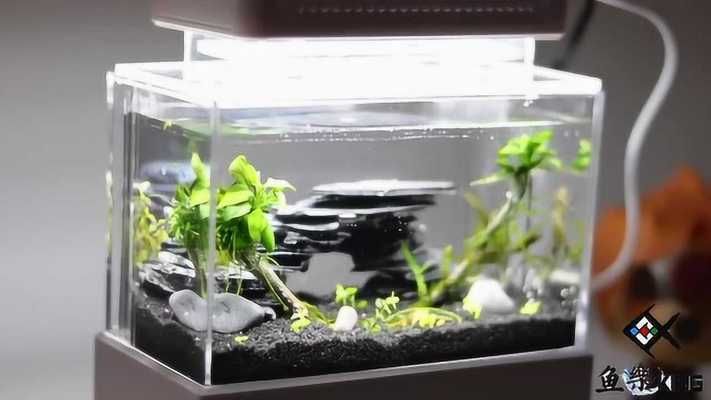 魚缸拆箱視頻：《魚缸拆箱視頻詳情》