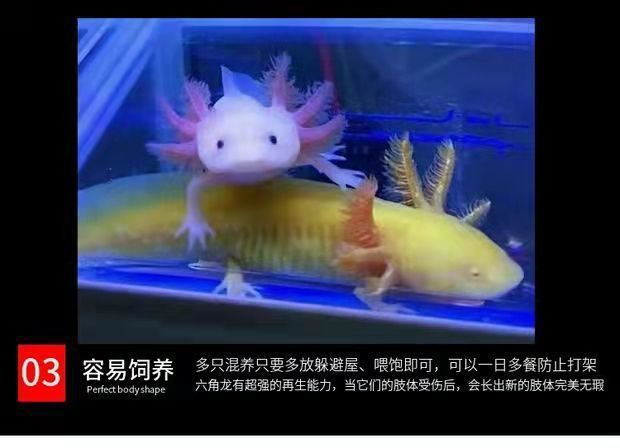 六角恐龍魚難養嗎（六角恐龍魚養殖注意事項，六角恐龍魚養殖難度并不高）
