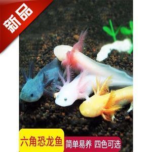 六角恐龍魚難養嗎（六角恐龍魚養殖注意事項，六角恐龍魚養殖難度并不高）