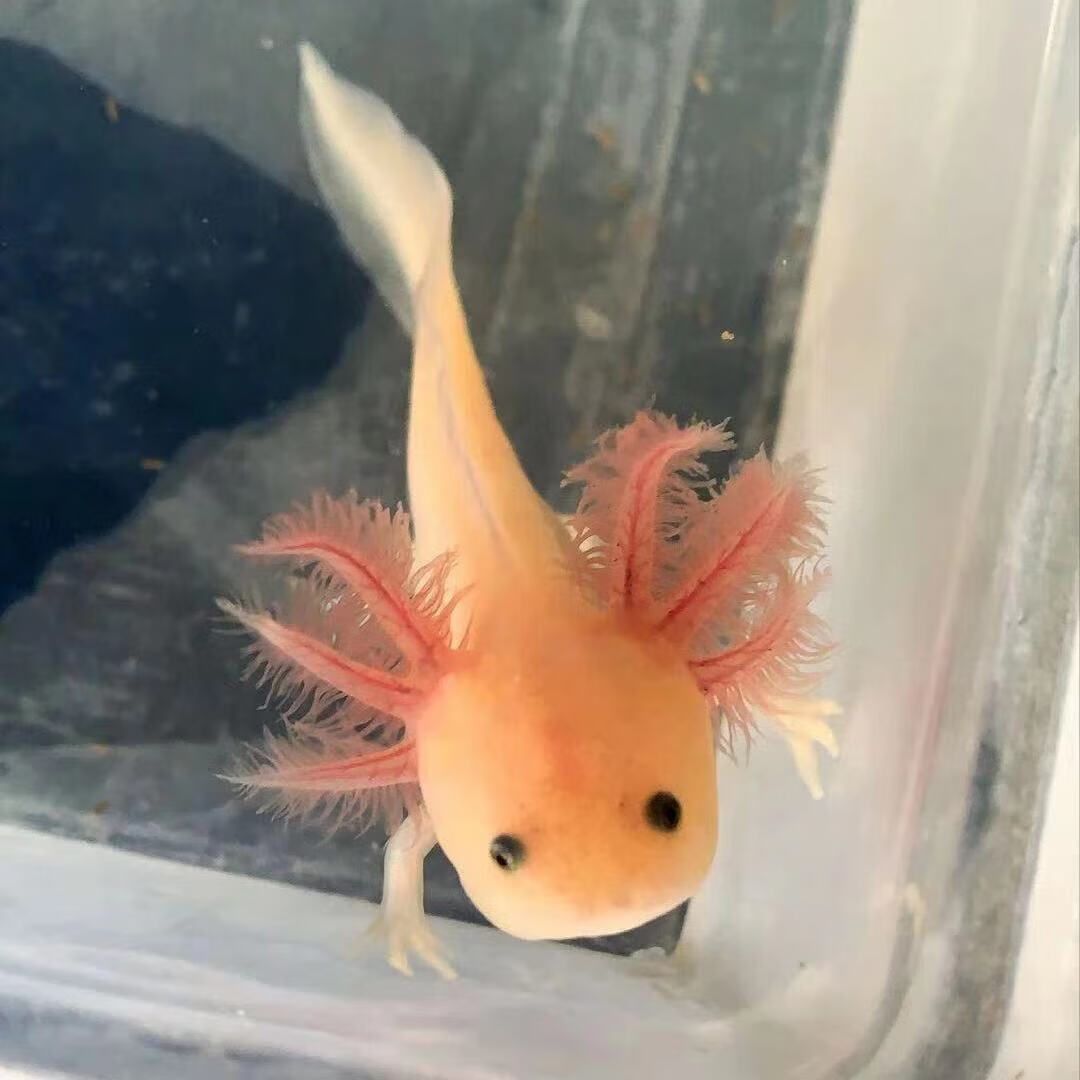 六角恐龍魚難養嗎（六角恐龍魚養殖注意事項，六角恐龍魚養殖難度并不高）