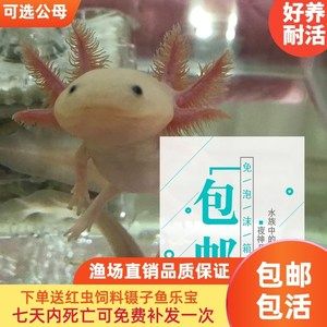 六角恐龍魚難養嗎（六角恐龍魚養殖注意事項，六角恐龍魚養殖難度并不高）